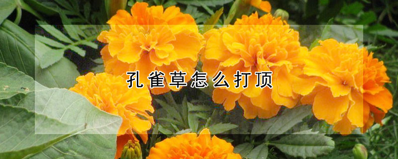 孔雀草怎么打顶