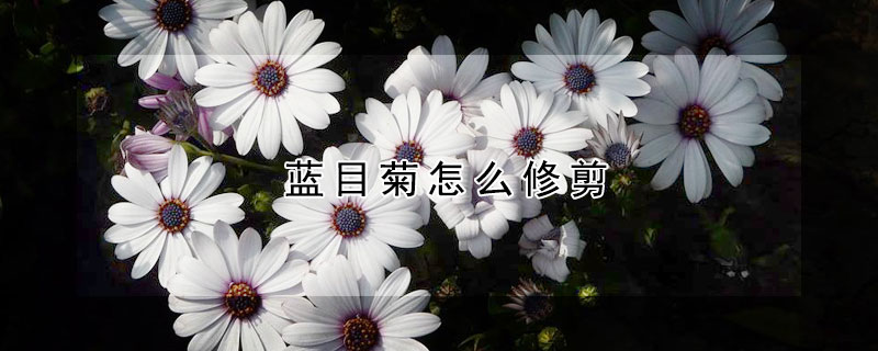 蓝目菊怎么修剪