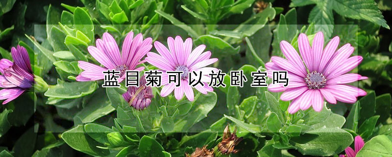 蓝目菊可以放卧室吗