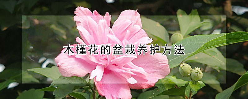 木槿花的盆栽养护方法