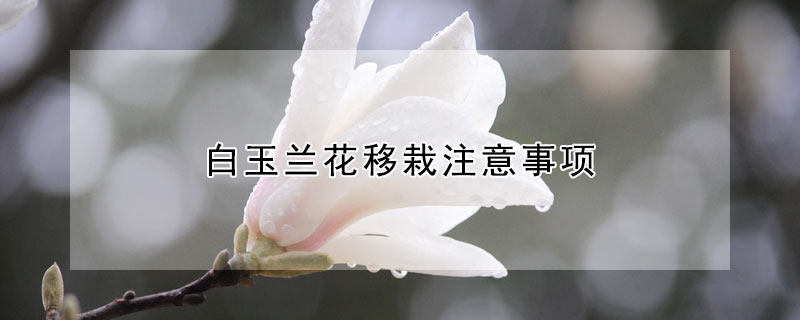 白玉兰花移栽注意事项