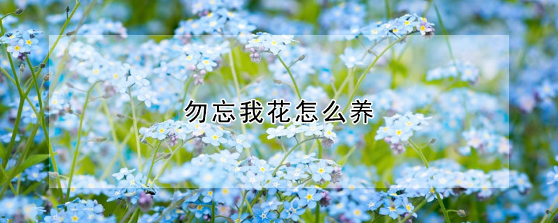 勿忘我花怎么养