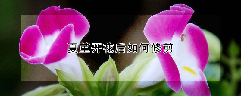 夏堇开花后如何修剪