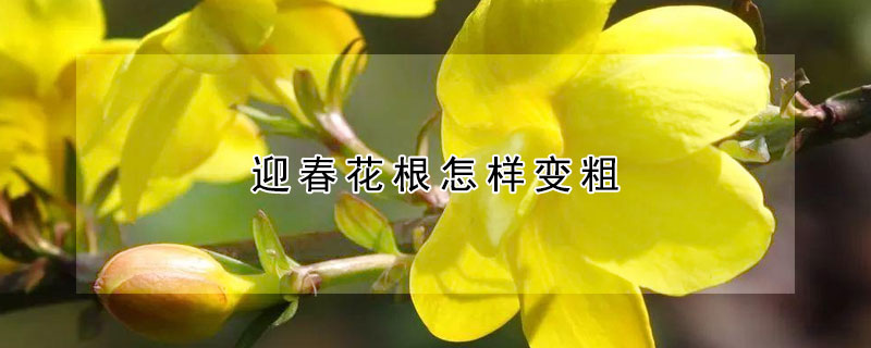 迎春花根怎样变粗