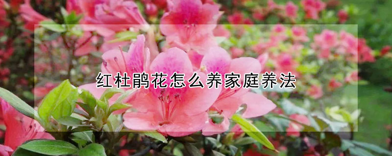 红杜鹃花怎么养家庭养法