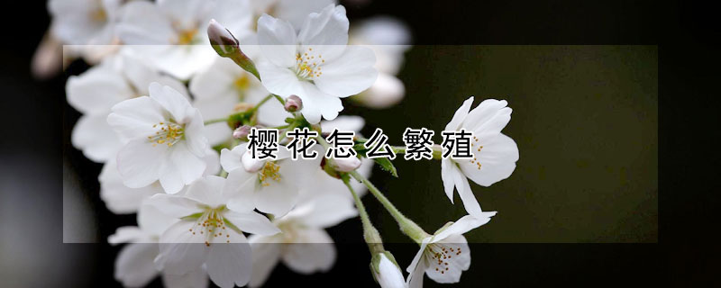 樱花怎么繁殖