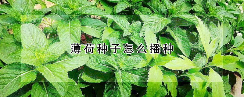 薄荷种子怎么播种