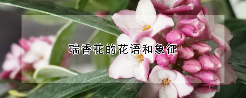 瑞香花的花语和象征