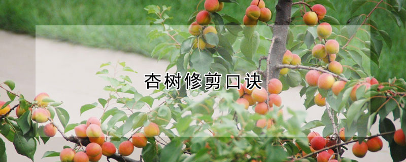 杏树修剪口诀