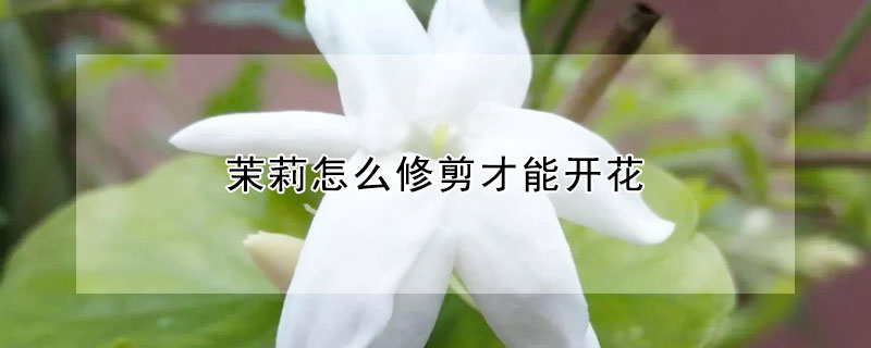 茉莉怎么修剪才能开花