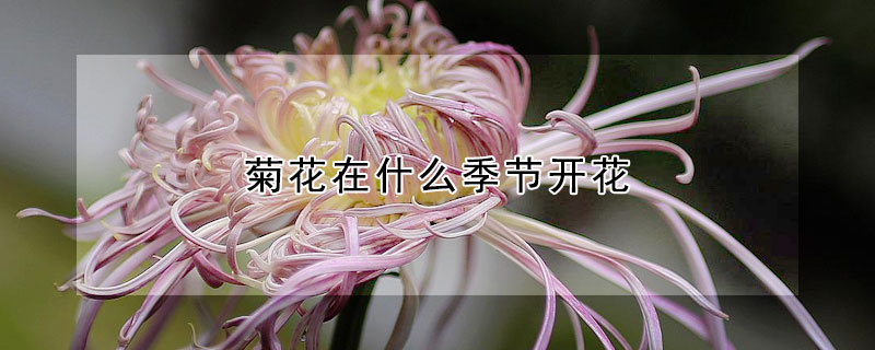 菊花在什么季节开花