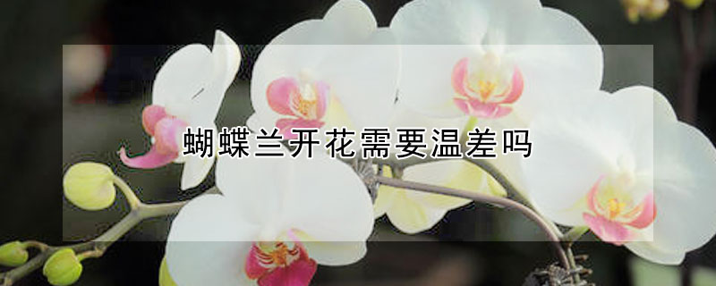 蝴蝶兰开花需要温差吗