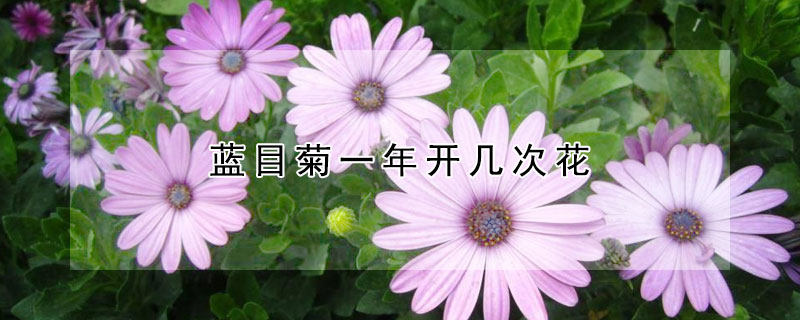 蓝目菊一年开几次花