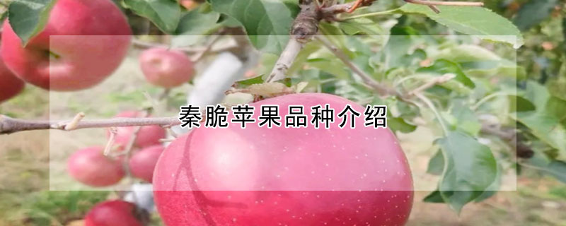 秦脆苹果品种介绍