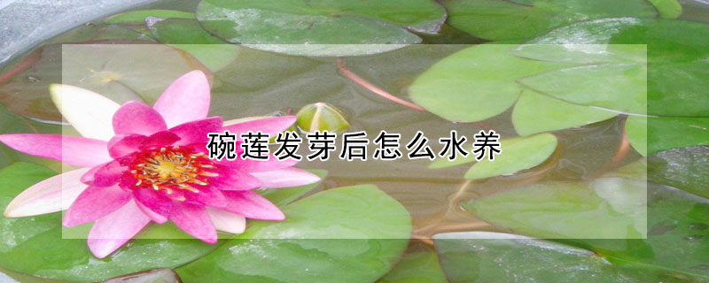 碗莲发芽后怎么水养