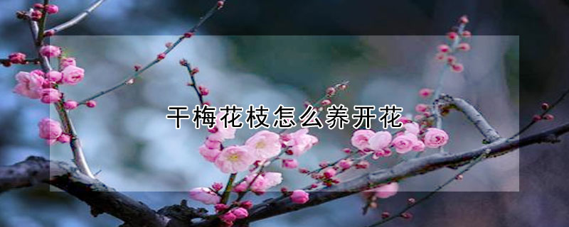 干梅花枝怎么养开花