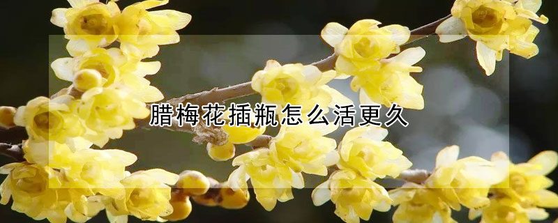 腊梅花插瓶怎么活更久