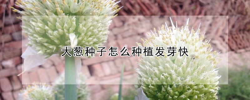 大葱种子怎么种植发芽快