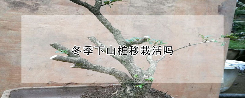 冬季下山桩移栽活吗