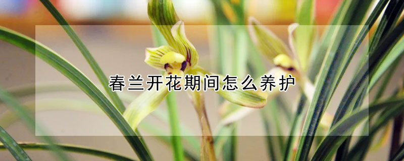 春兰开花期间怎么养护