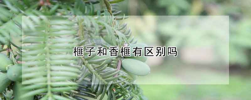 榧子和香榧有区别吗