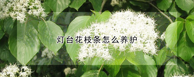 灯台花枝条怎么养护