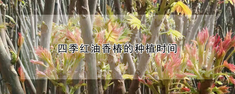 四季红油香椿的种植时间