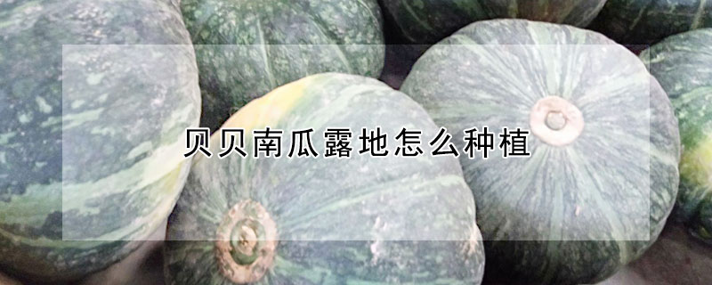 贝贝南瓜露地怎么种植