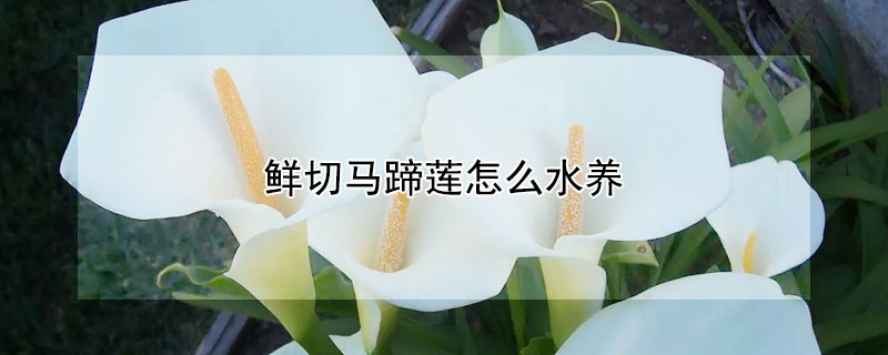 鲜切马蹄莲怎么水养