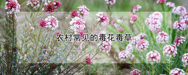 农村常见的毒花毒草