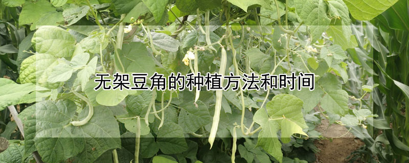 无架豆角的种植方法和时间