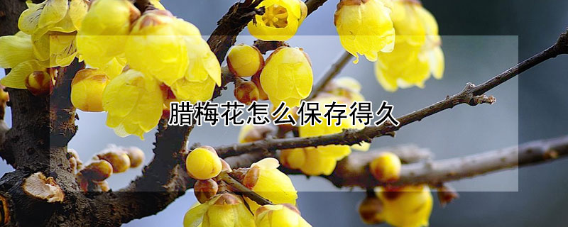 腊梅花怎么保存得久