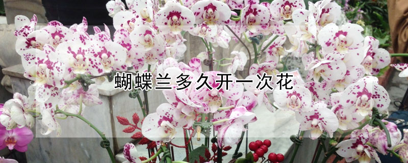 蝴蝶兰多久开一次花