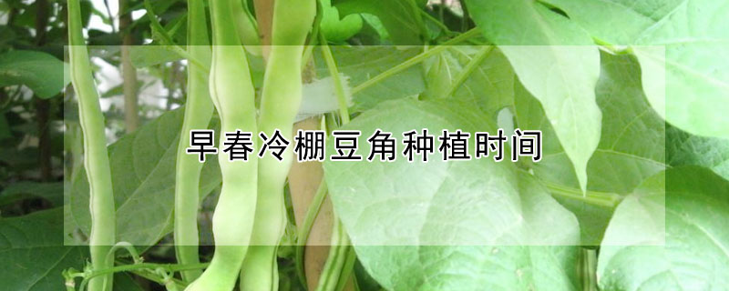 早春冷棚豆角种植时间