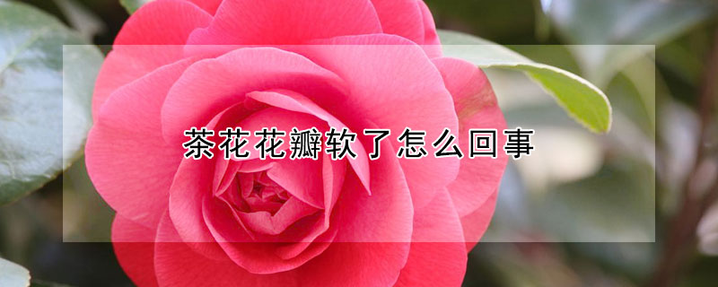 茶花花瓣软了怎么回事