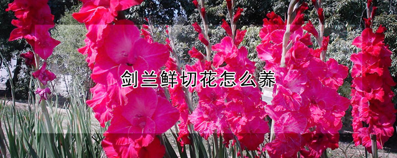 剑兰的养殖方法 剑兰的养殖方法和注意事项大全水培