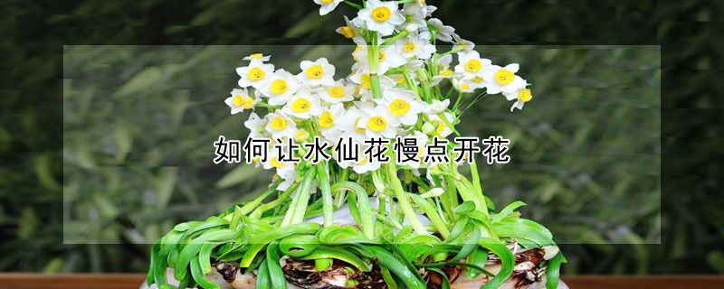 如何让水仙花慢点开花