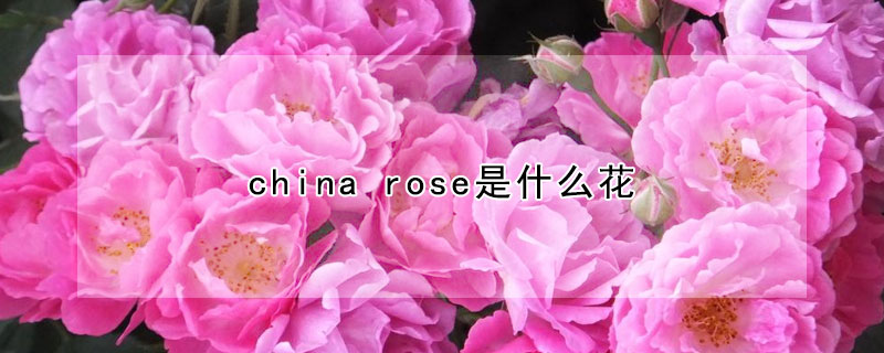 china rose是什么花