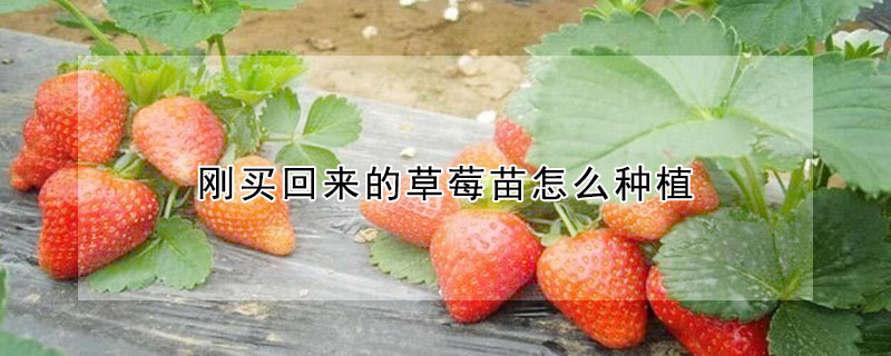 刚买回来的草莓苗怎么种植