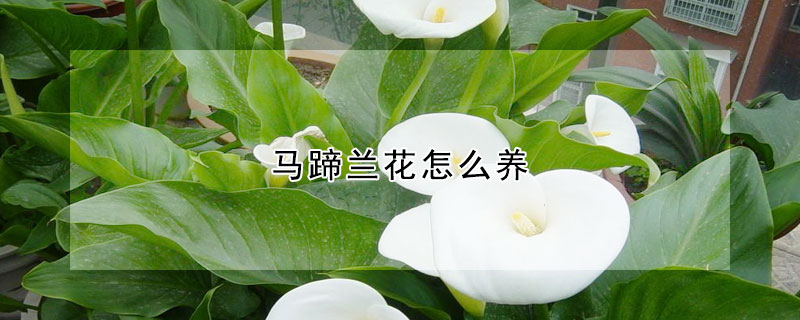 马蹄兰花怎么养