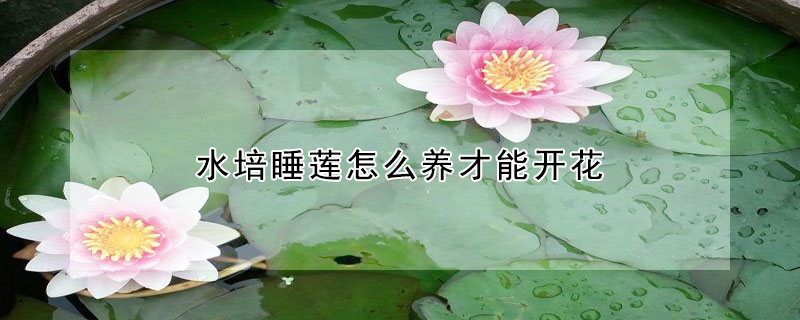 水培睡莲怎么养才能开花