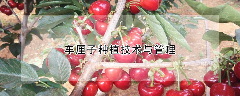 车厘子种植技术与管理