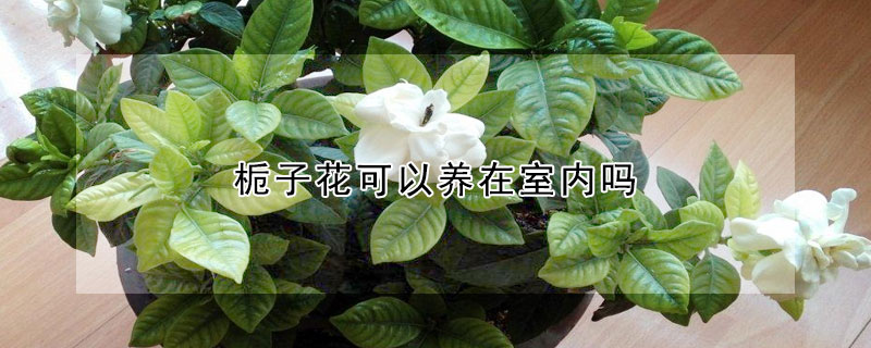 栀子花可以养在室内吗