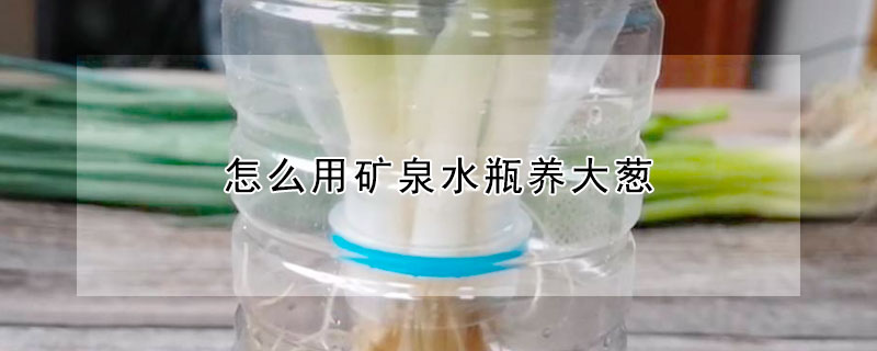 怎么用矿泉水瓶养大葱