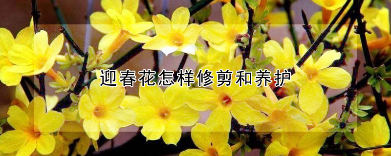 迎春花怎样修剪和养护