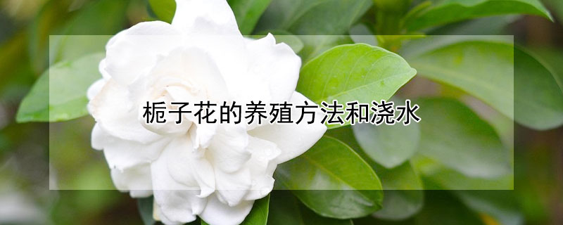 栀子花的养殖方法和浇水