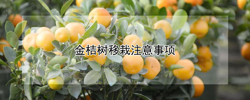 金桔树移栽注意事项