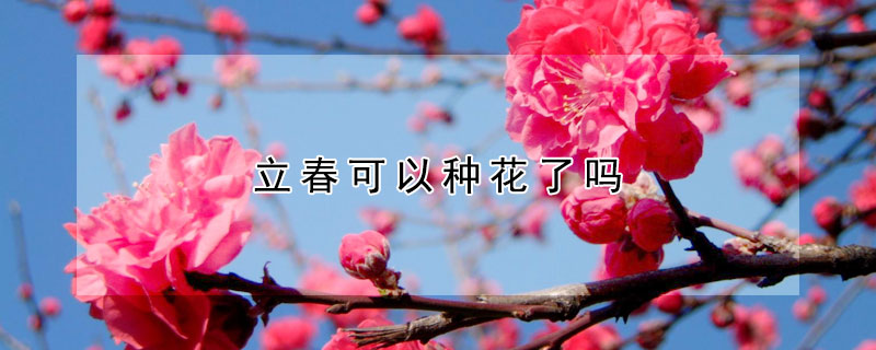 立春可以种花了吗