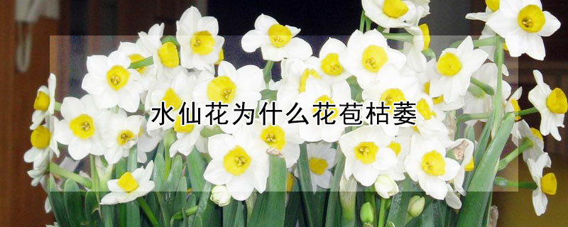 水仙花为什么花苞枯萎