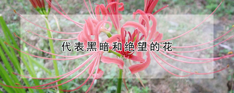 代表黑暗和绝望的花